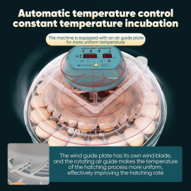 30 vistu olu inkubators.