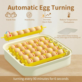 Olu inkubators cāļu perēšanai.